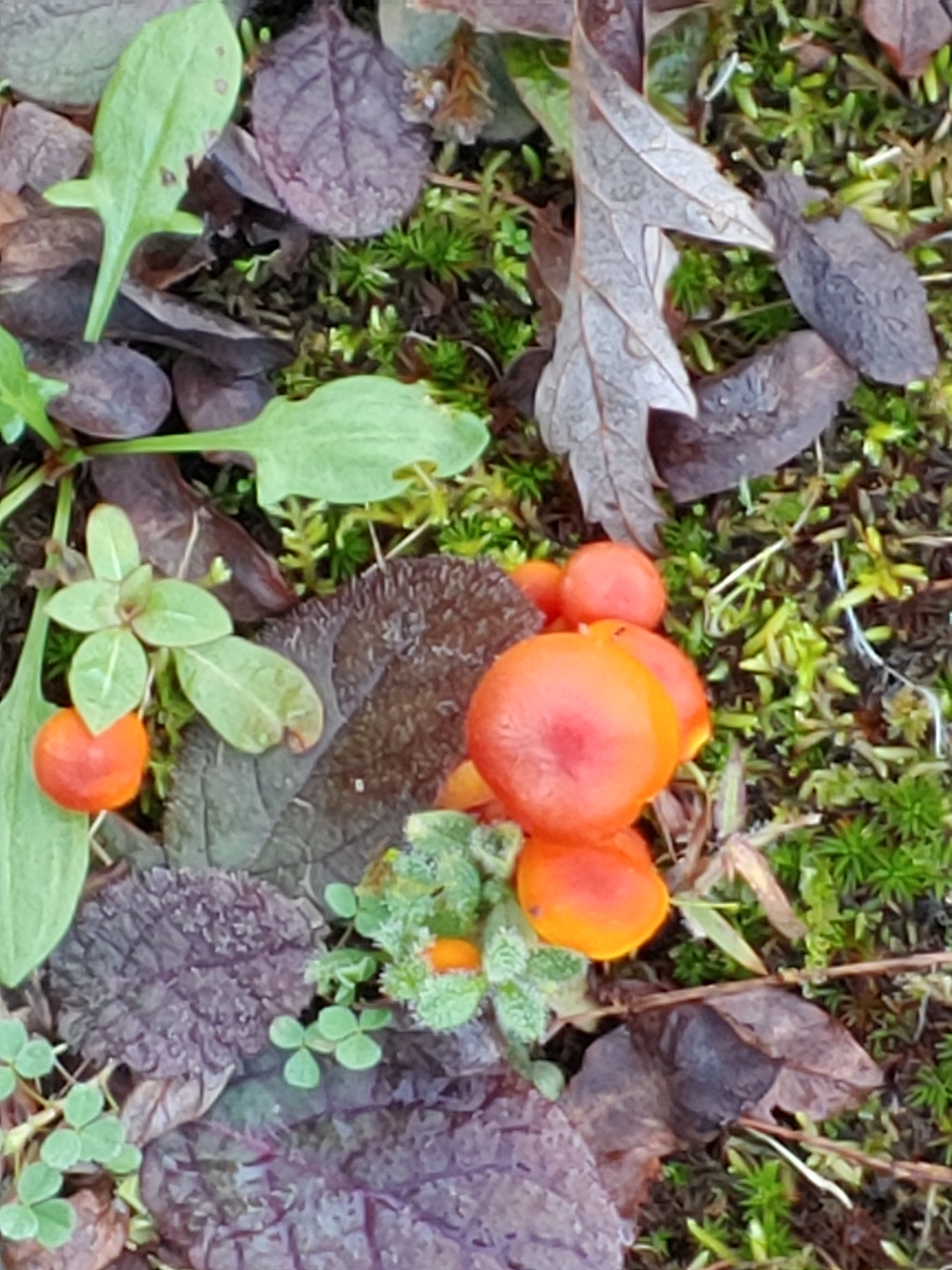 orange mushrooms