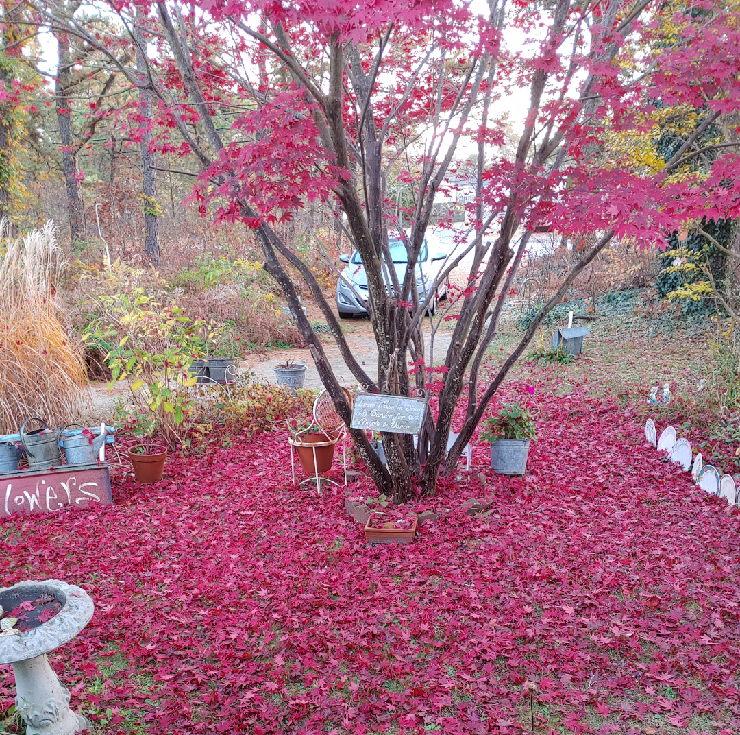 Japanese maples leaves