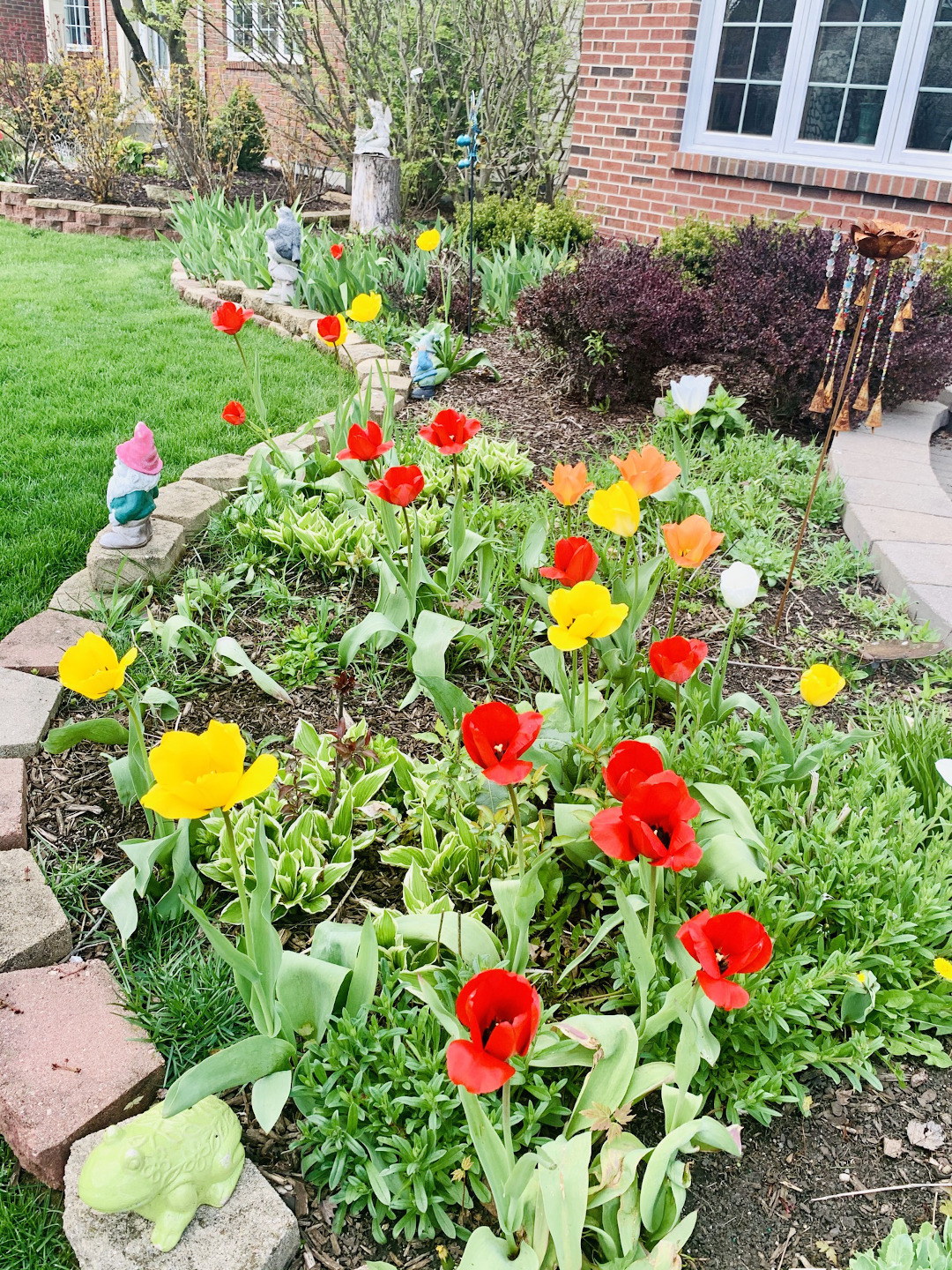 red tulips