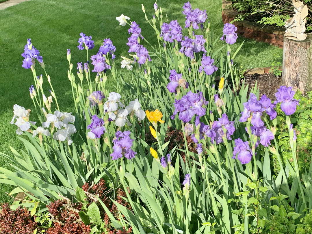 bearded irises