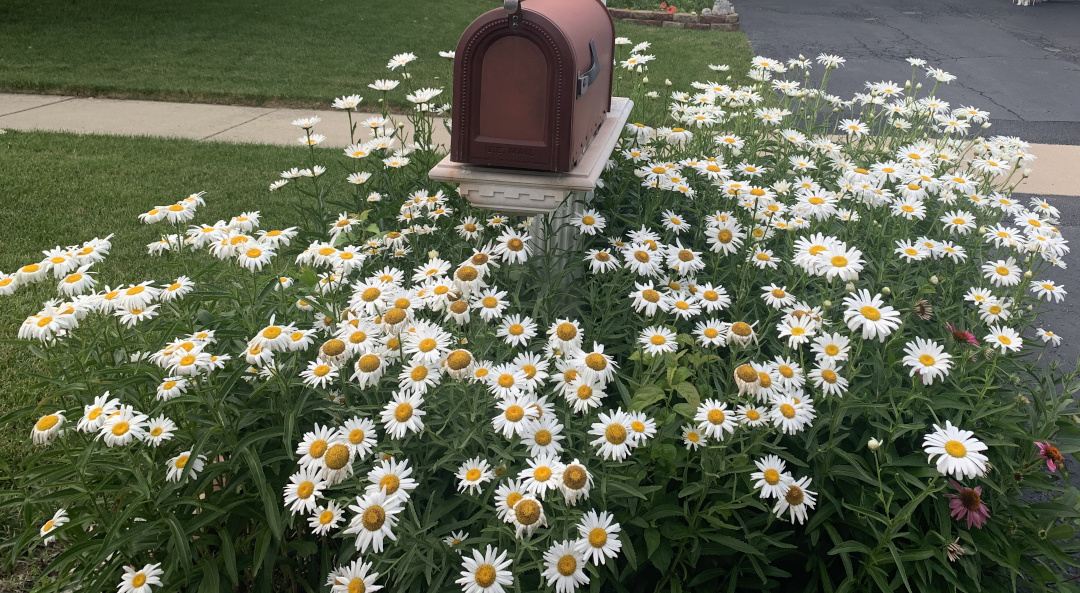 white daisies