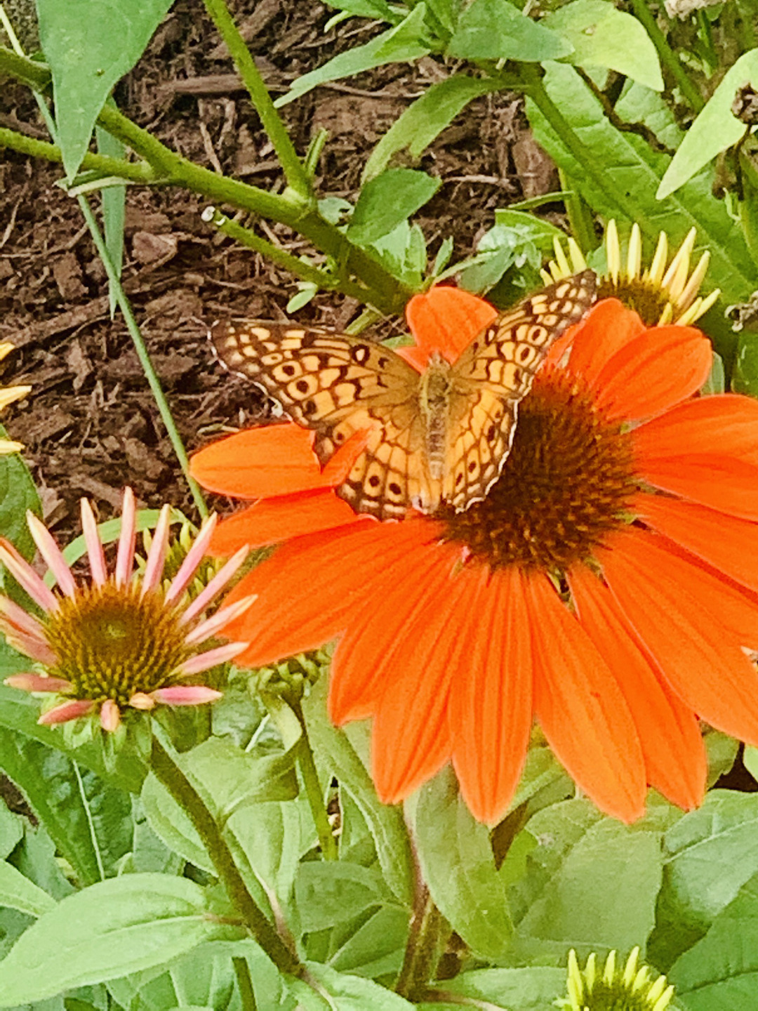 butterfly on a flower