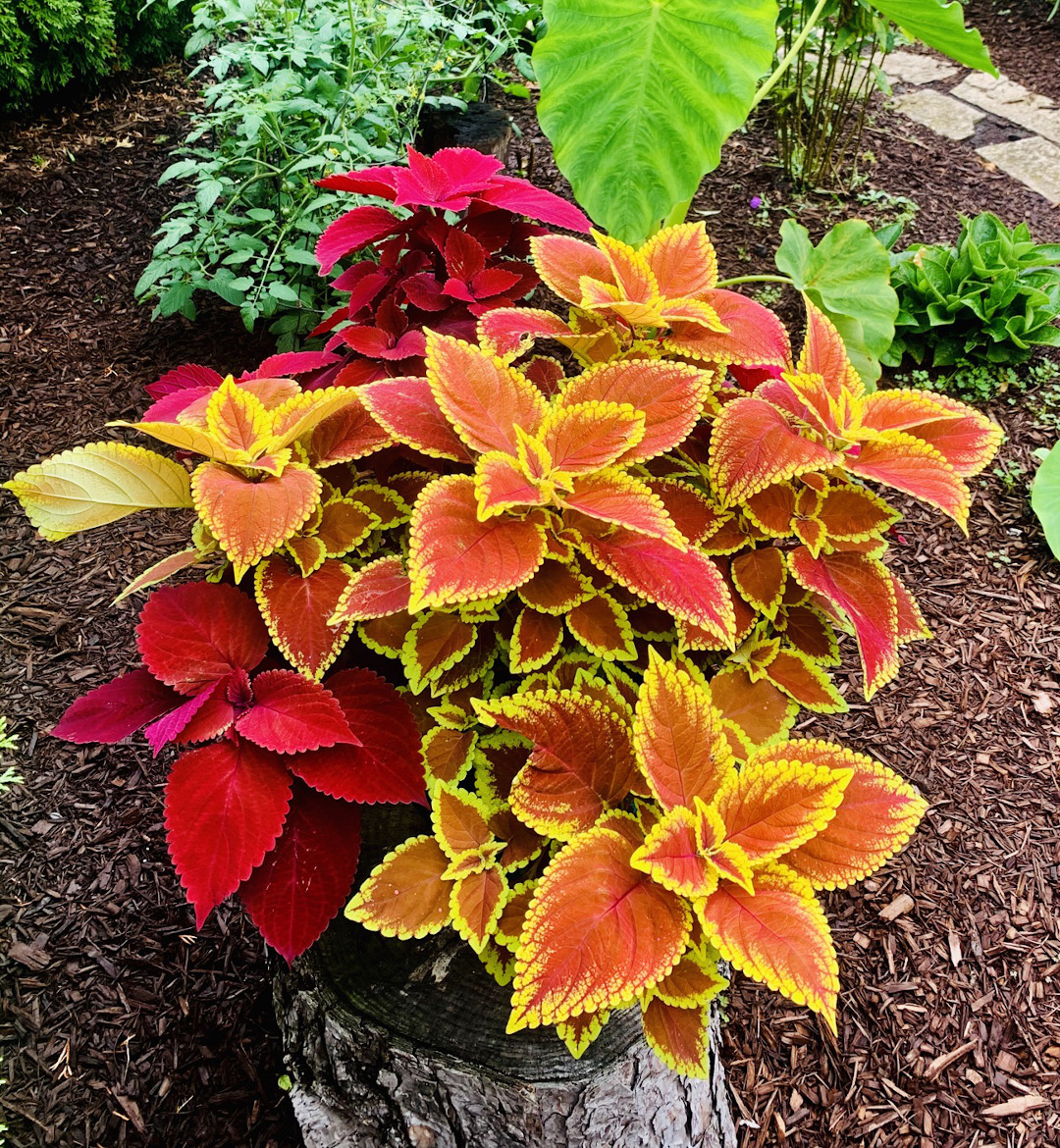 coleus