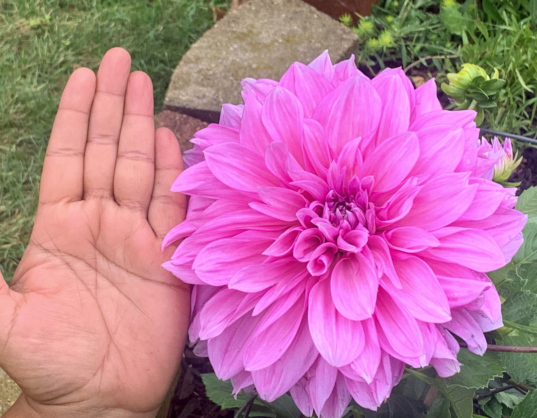 pink dahlia