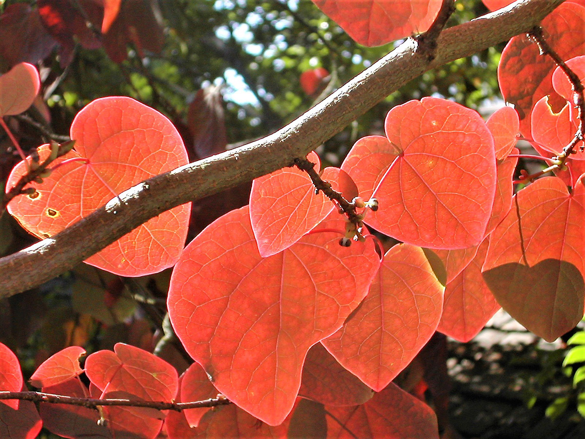 heart-leaved disanthus