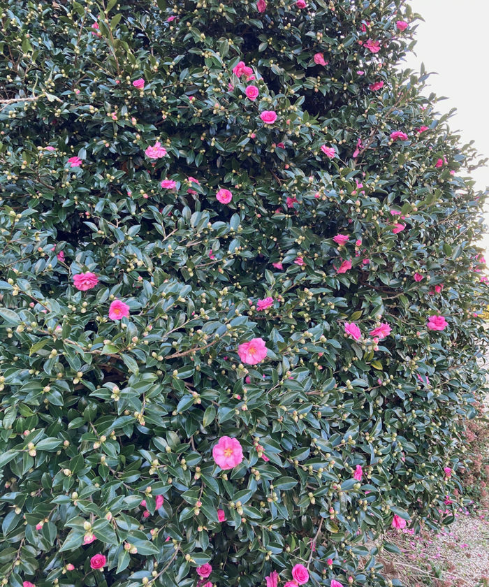 Shishi Gashira camellia