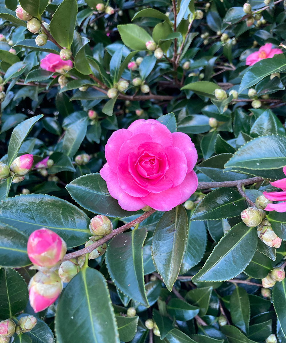 Fall-Blooming Sasanqua Camellias Shine in the South - FineGardening