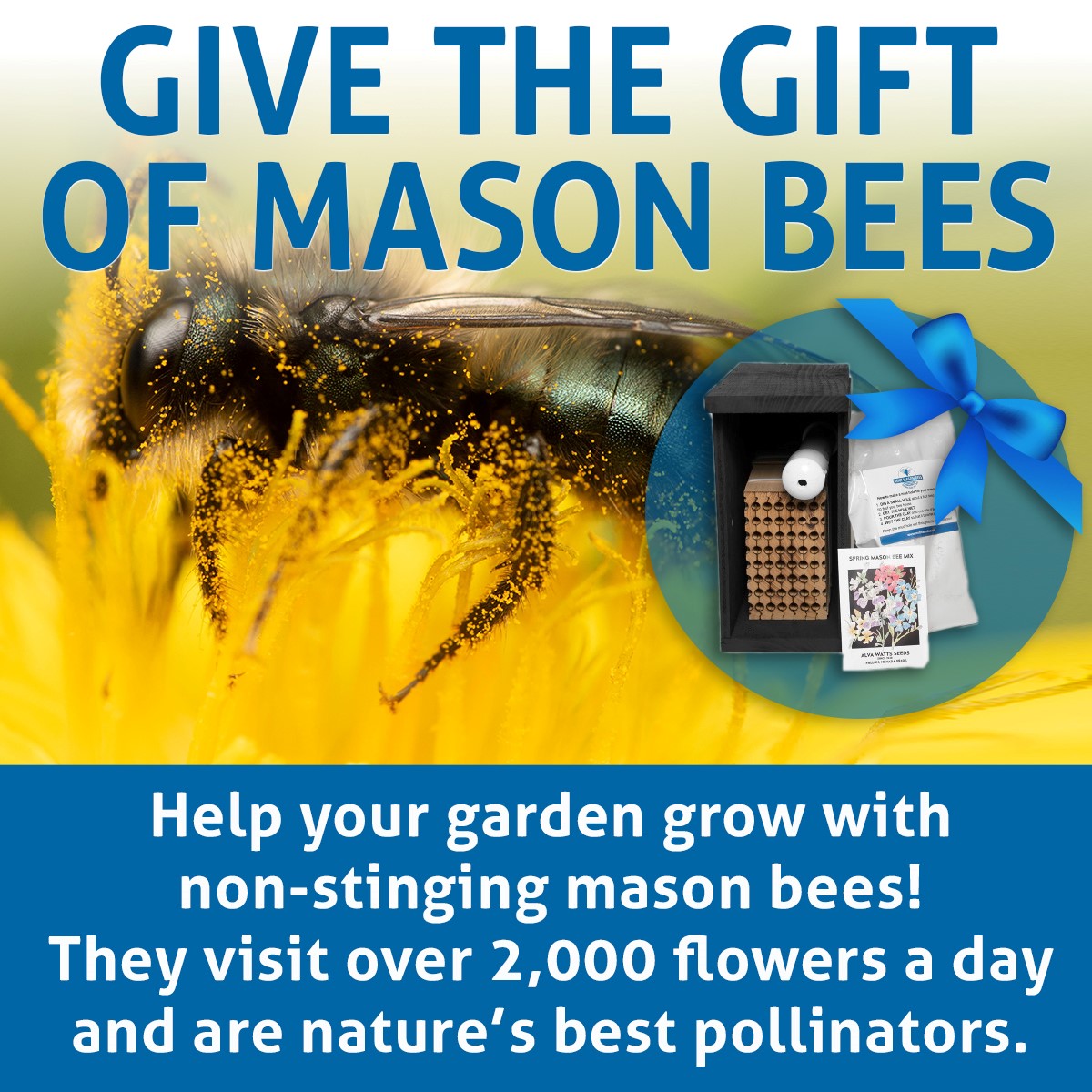 Rent Mason Bees