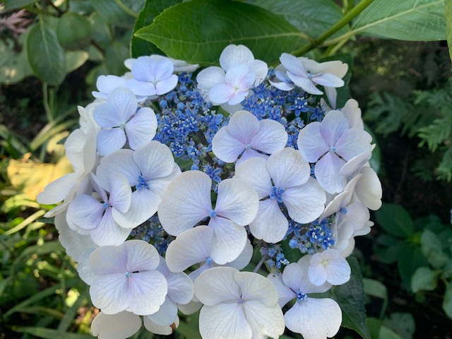 Hydrangea macrophylla