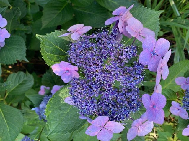 purple hydrangea