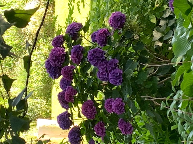 Bigleaf hydrangeas