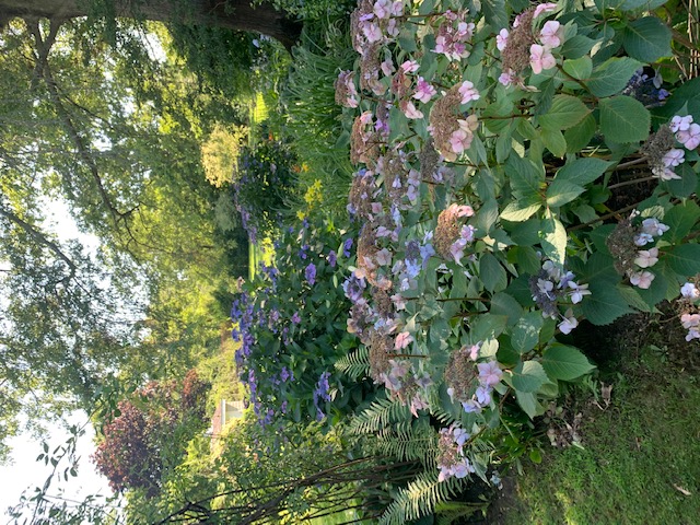 lacecap hydrangea