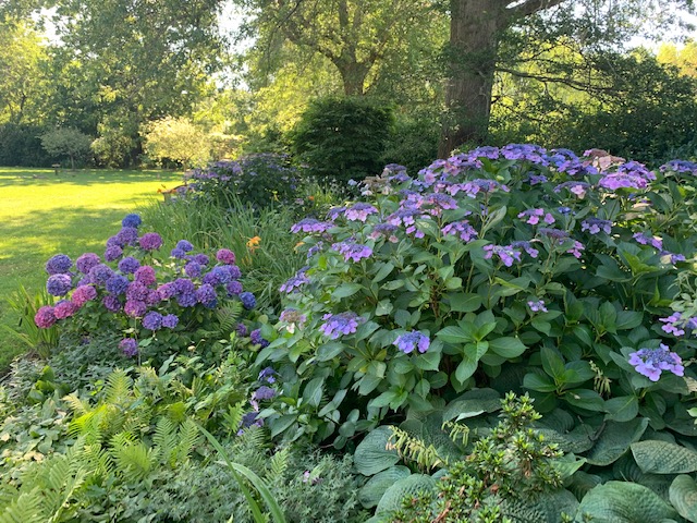 pink and purple hydrangeas