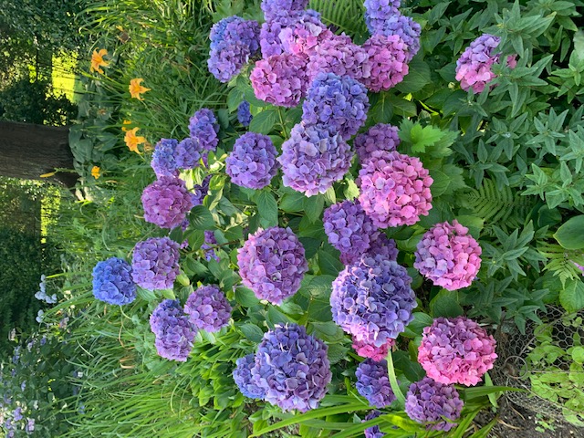 multi-colored hydrangea