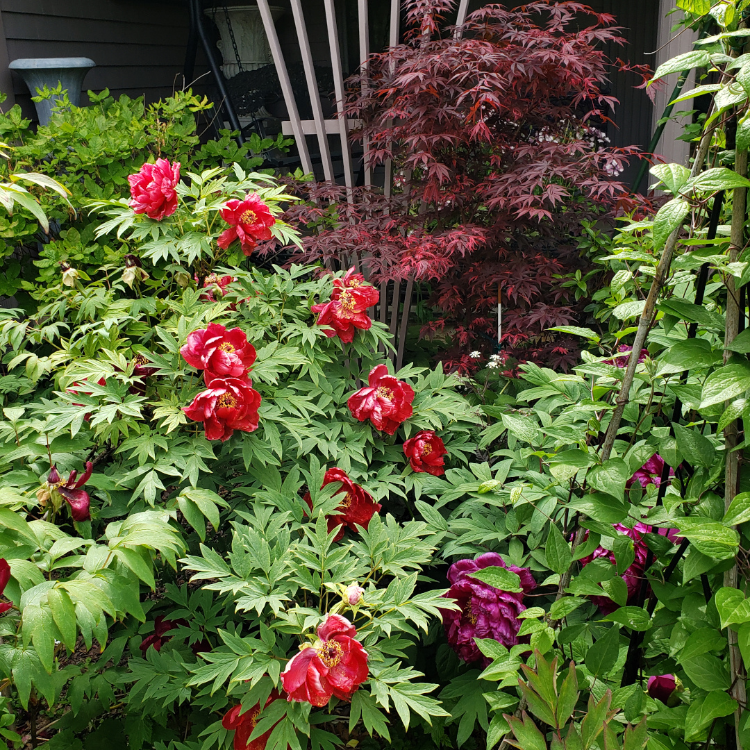 Image of Red peony shrub with light green leaves