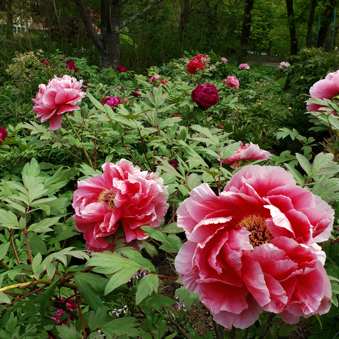 Image of Pink peony shrub with dark green leaves