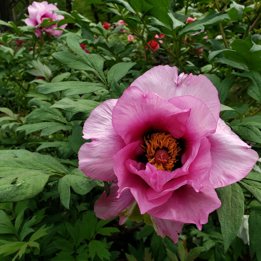 Itoh hybrid peony