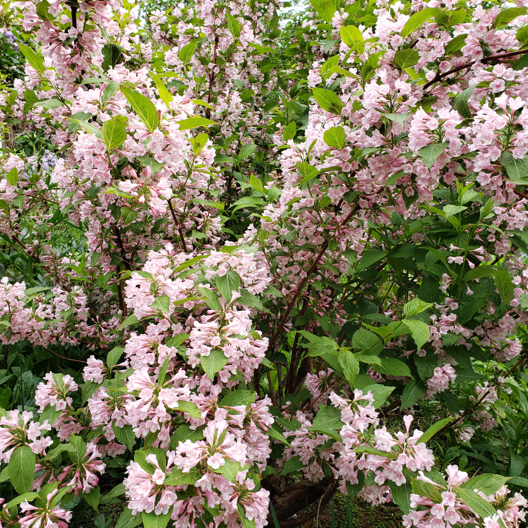 Weigela