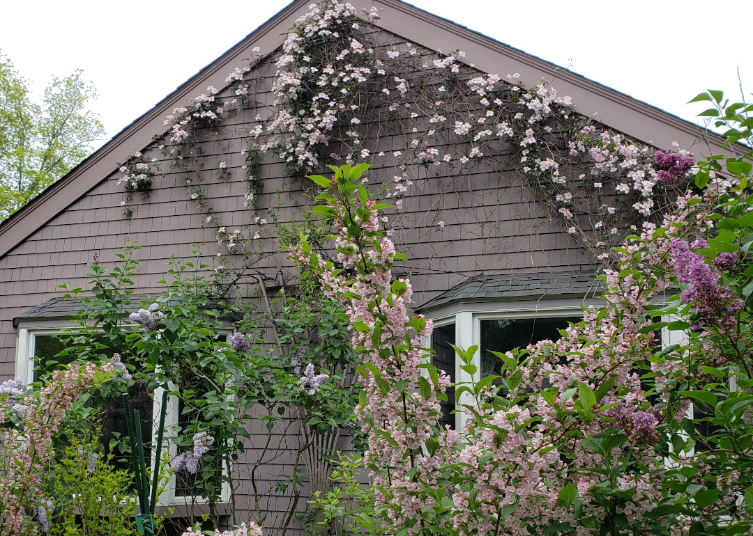 Clematis montana