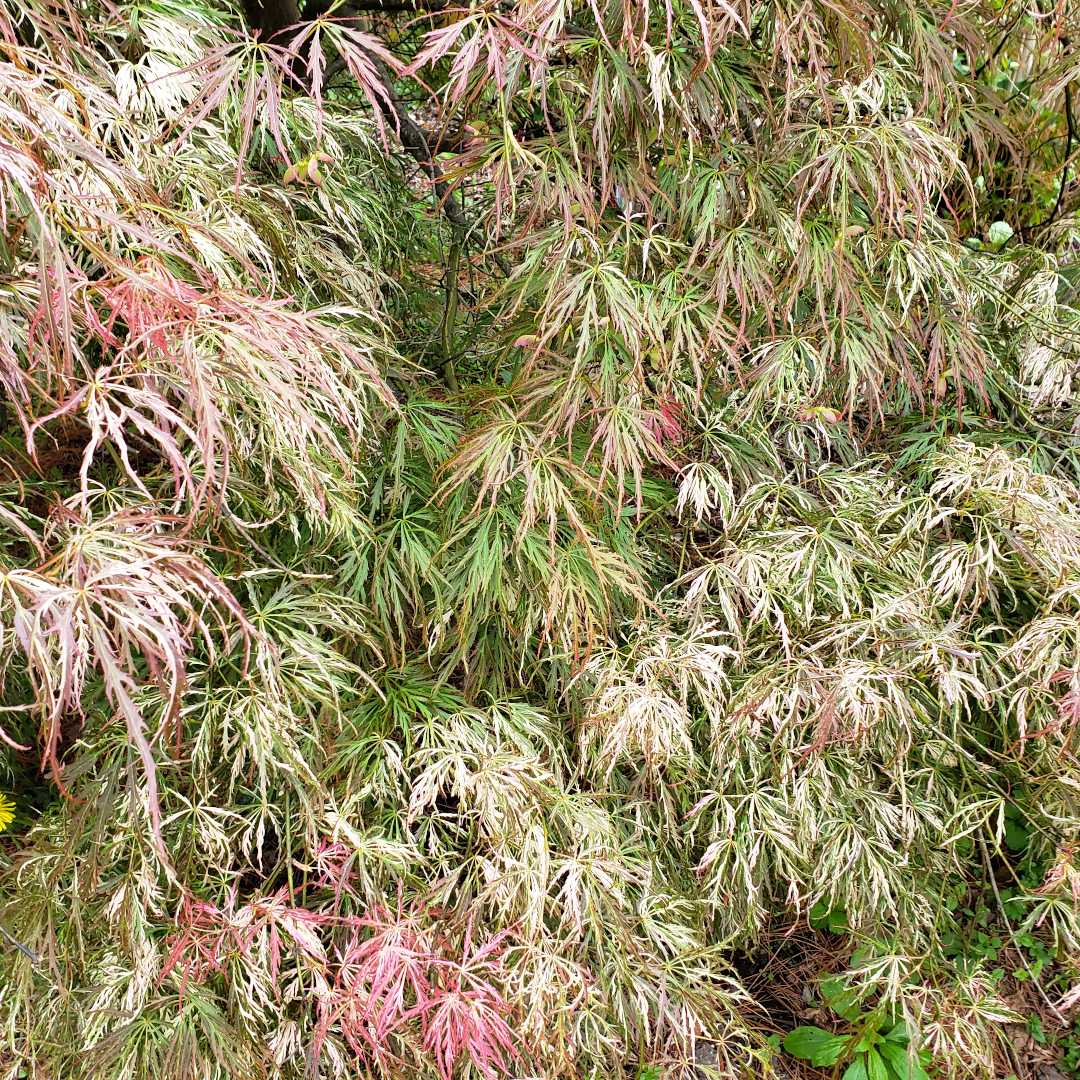 Acer palmatum Toyama Nishiki