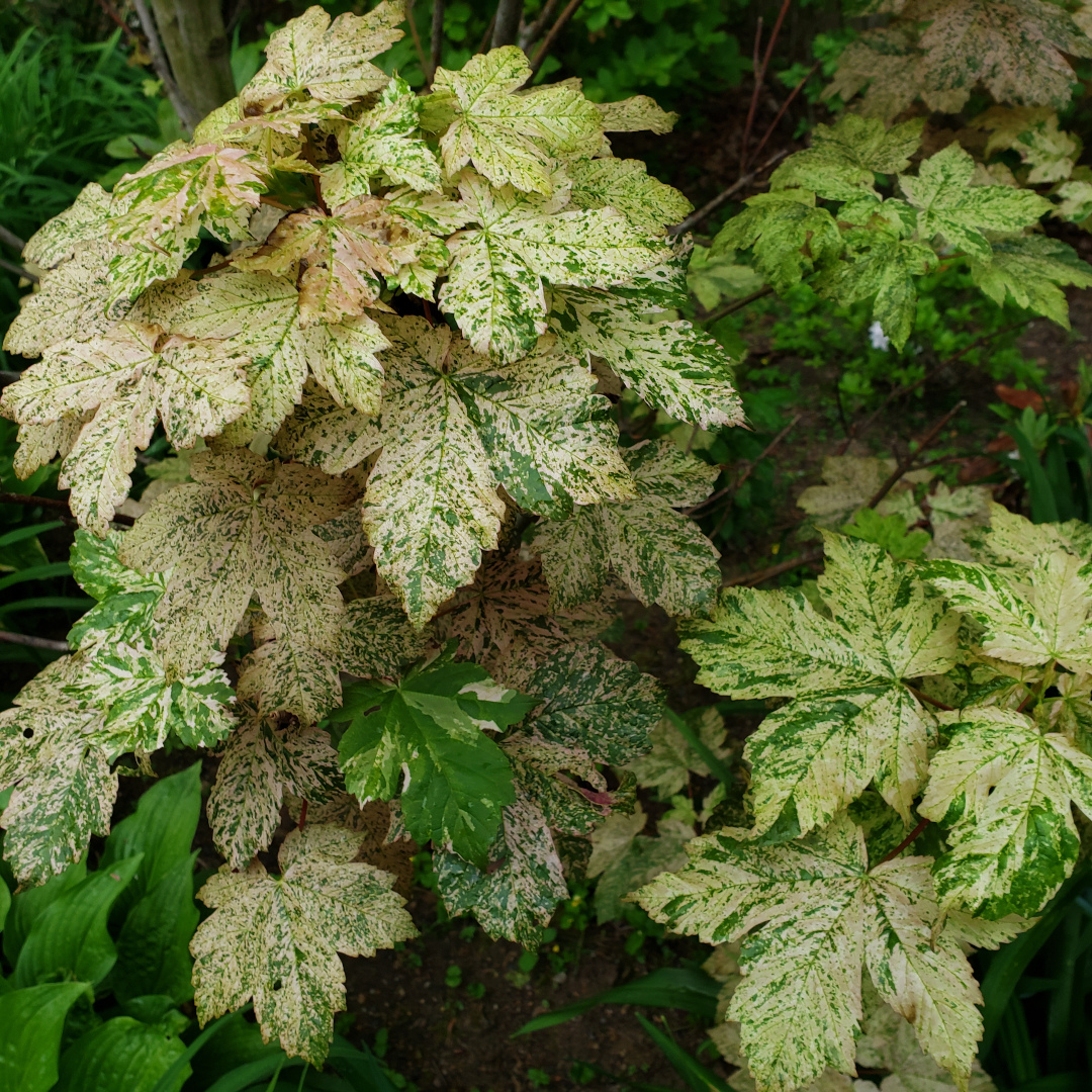 Acer psuedoplatanus Esk Sunset