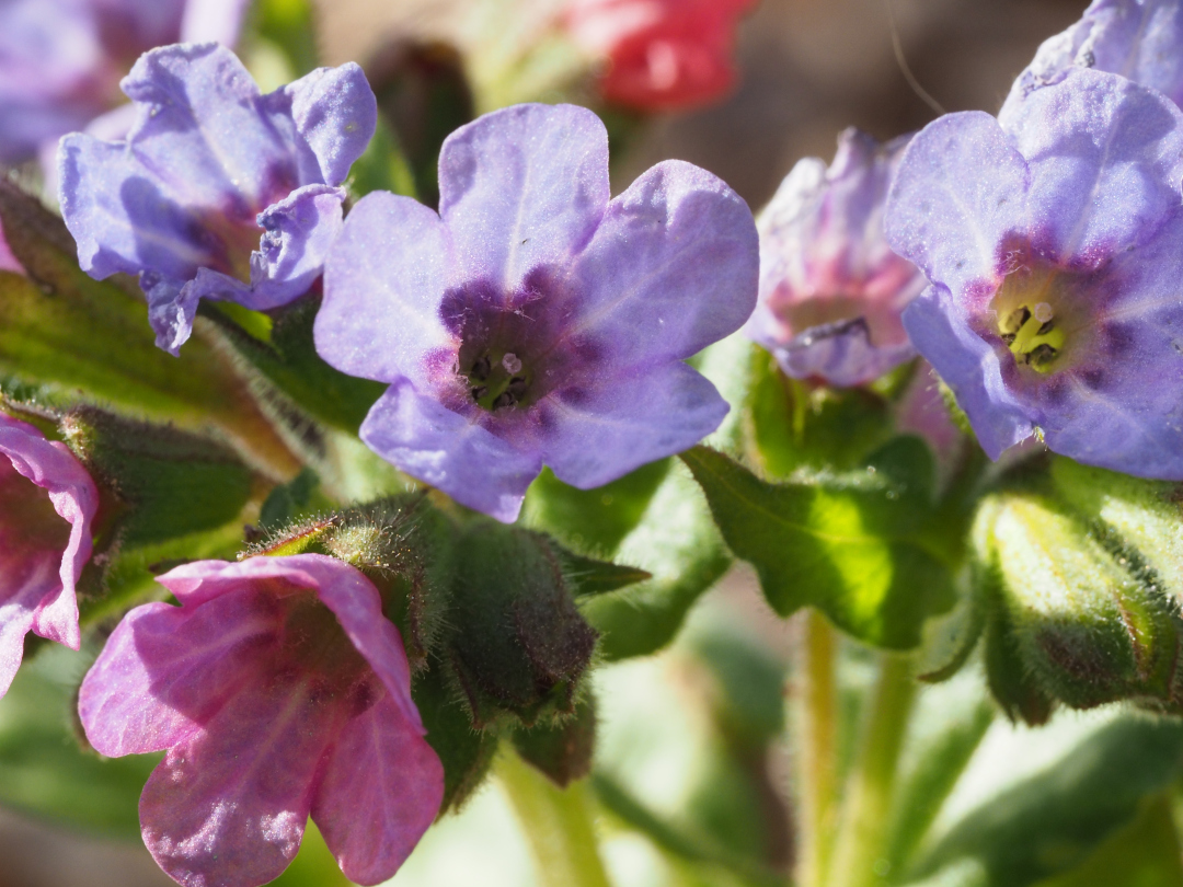 lungwort