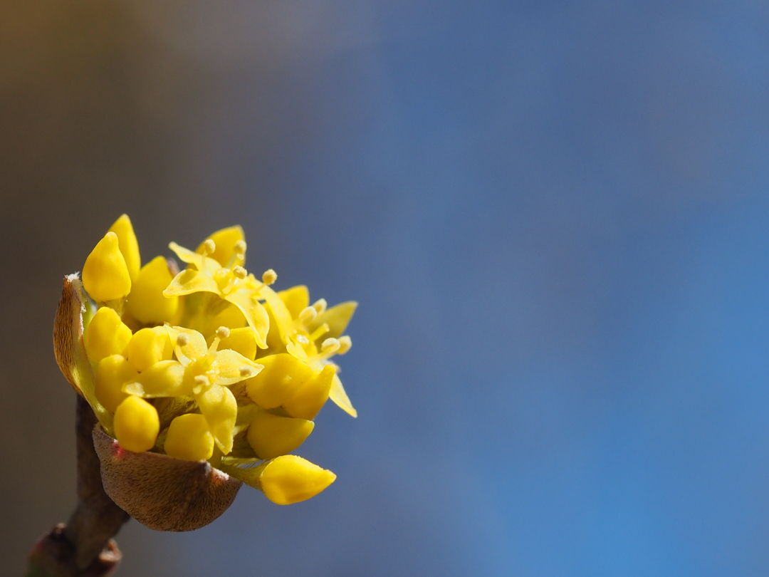 Cornus mas