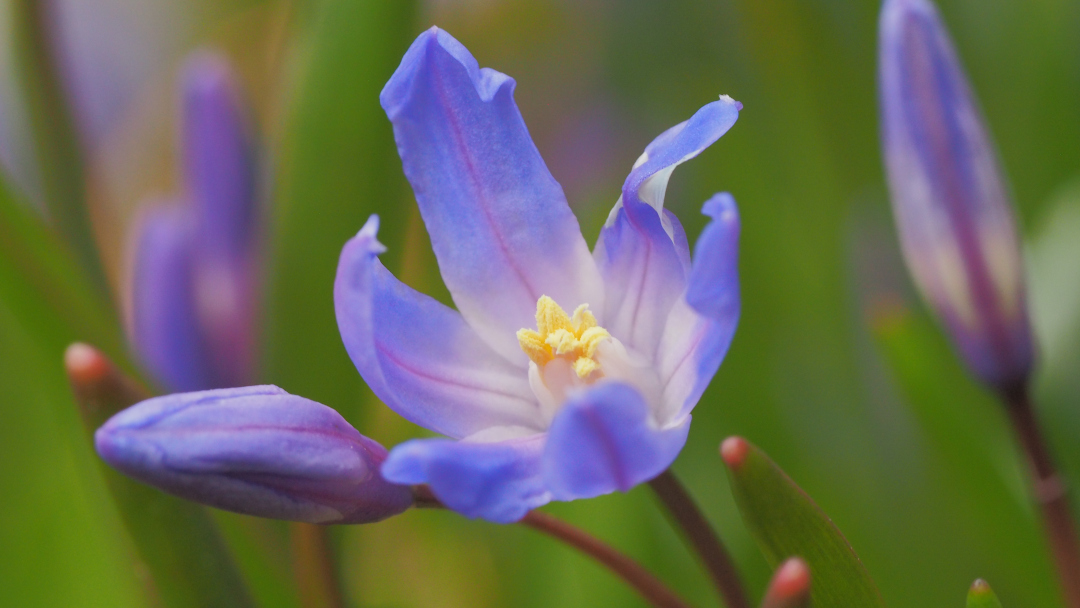 11 Types of Early Spring Flowers