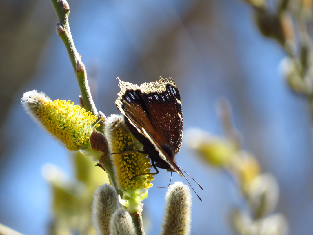 pussy willow