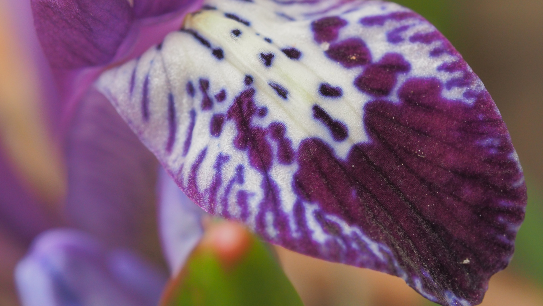 Iris reticulata Pauline