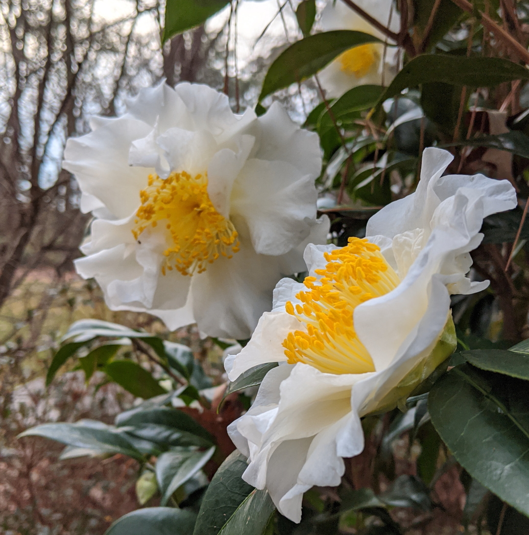 Camellia Silver Waves