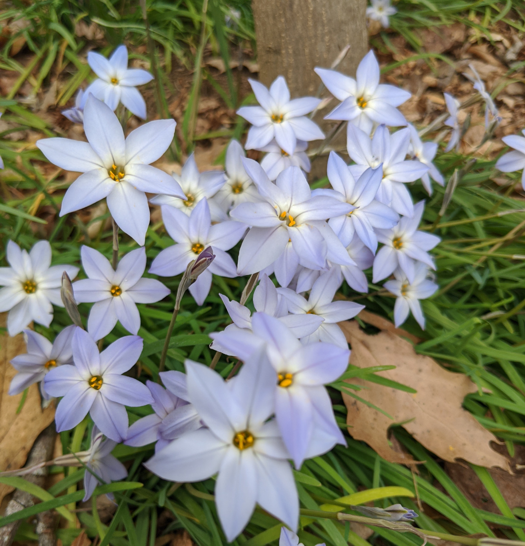 Spring starflower