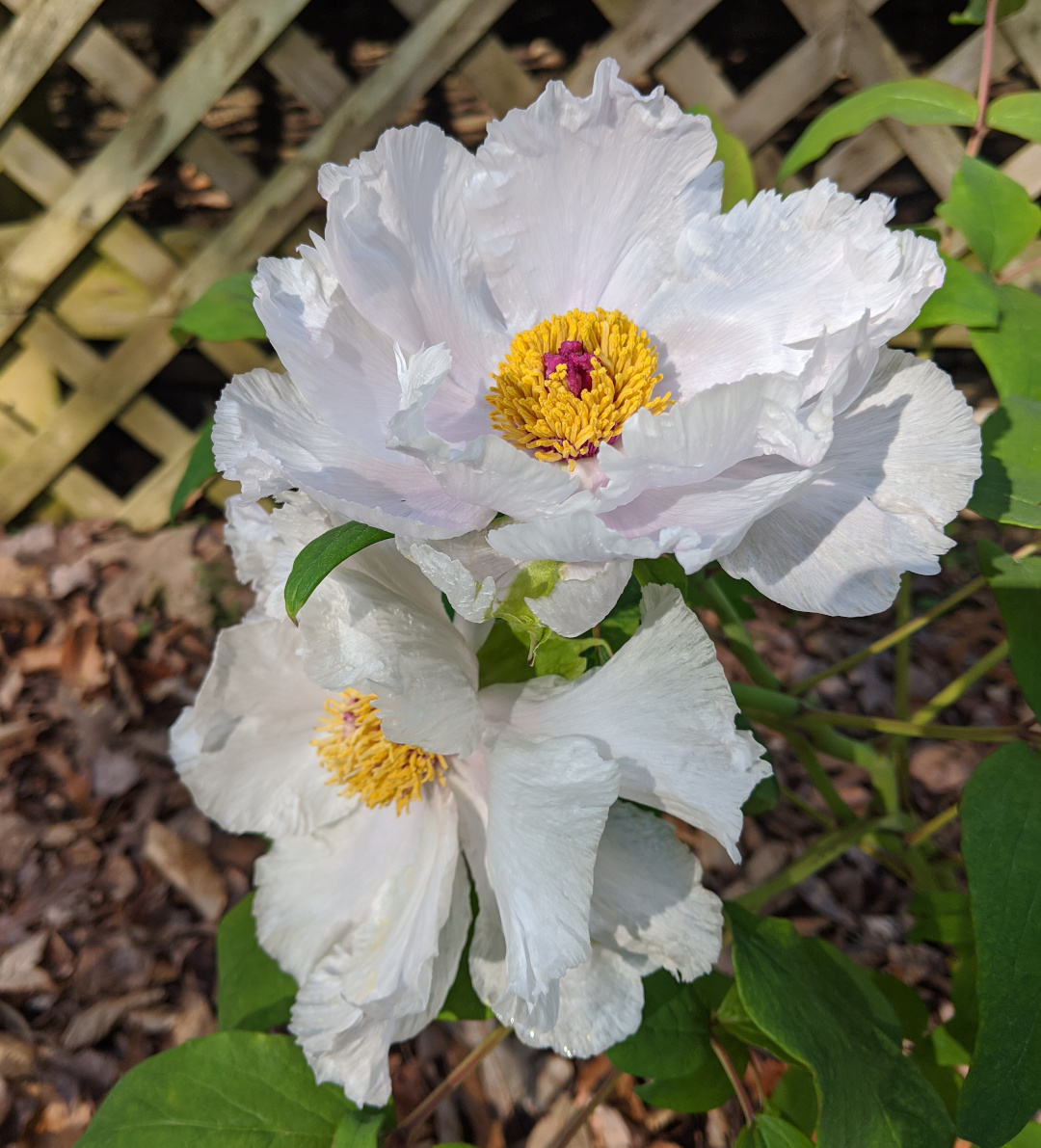 Paeonia ostii