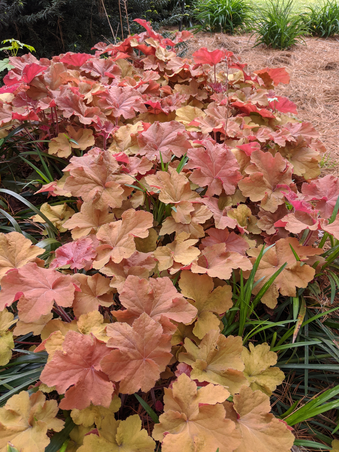 Heuchera Caramel