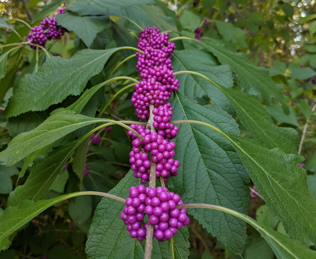 American beautyberry