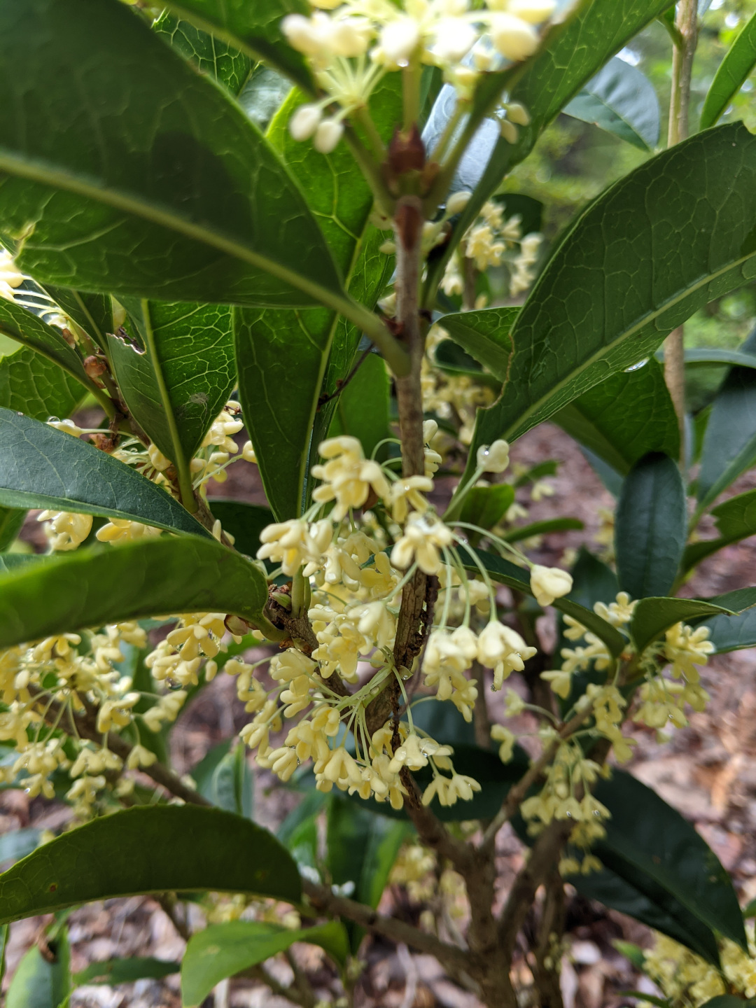 Osmanthus fragrans