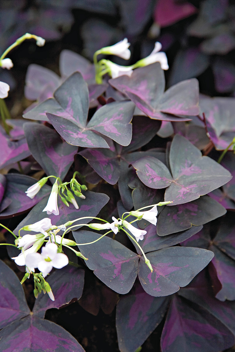 Close up of Purple shamrock