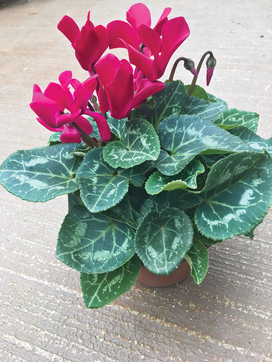 Hot pink Cyclamen