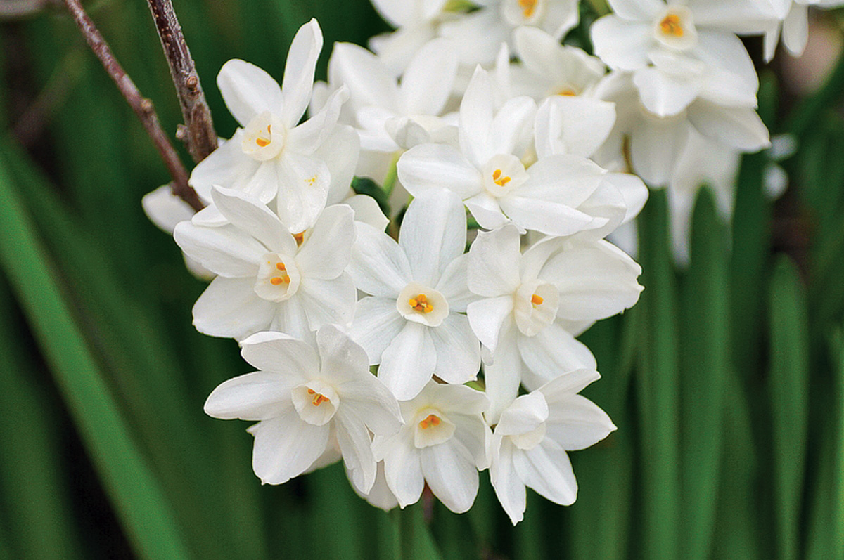 Narcissus spp.