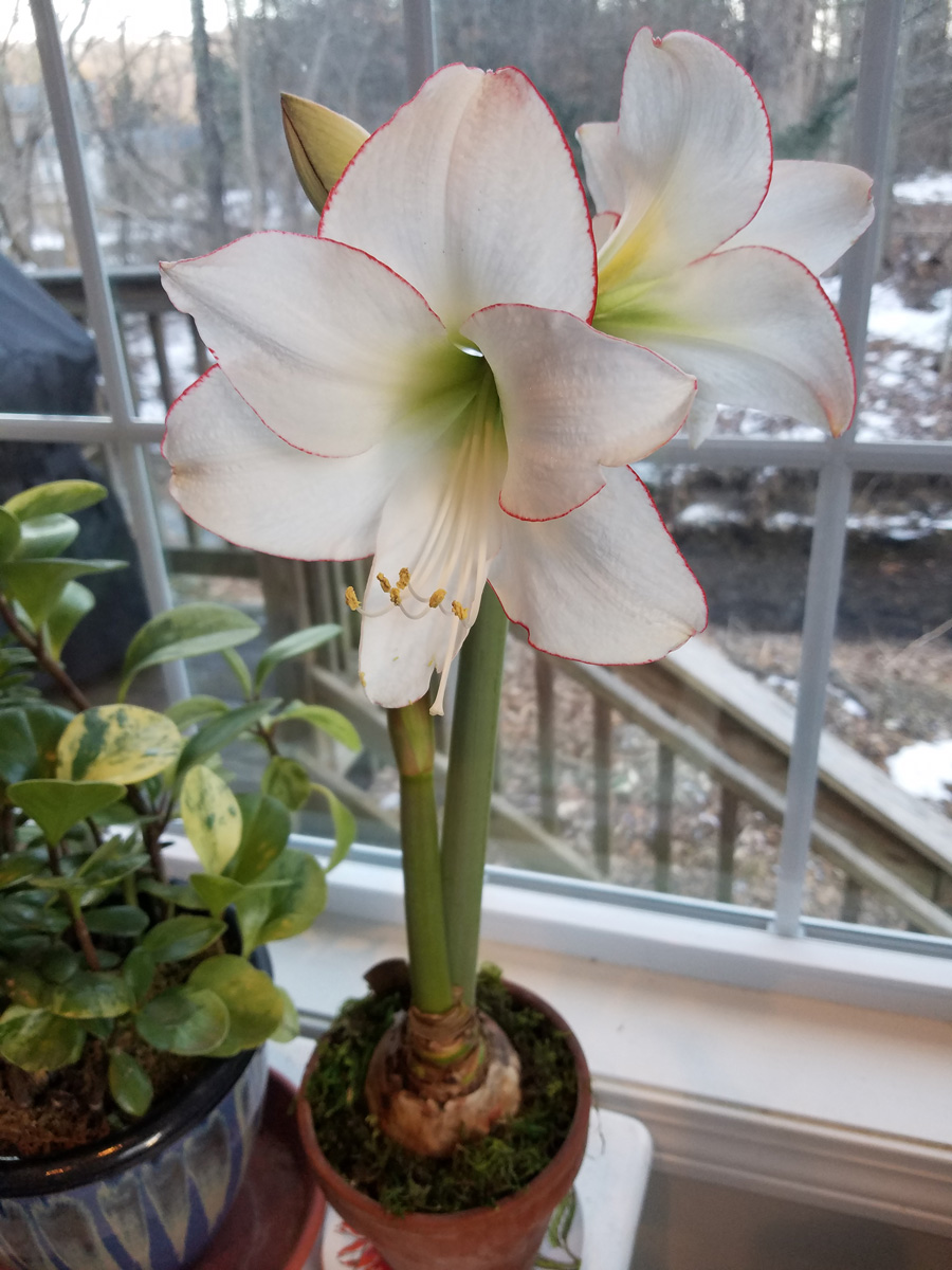 A white Amarylis - Hippeastrum spp. and cvs.