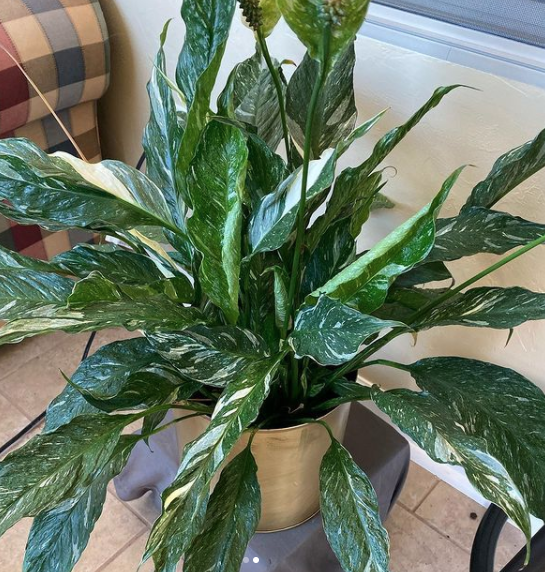 variegated peace lily