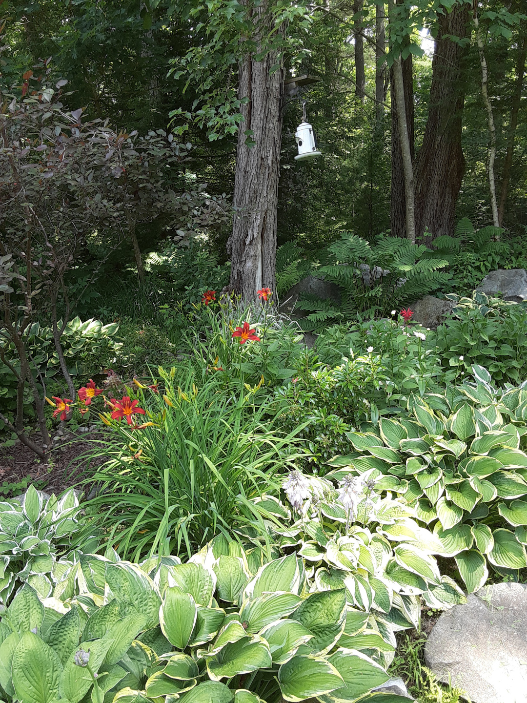 bright shade garden