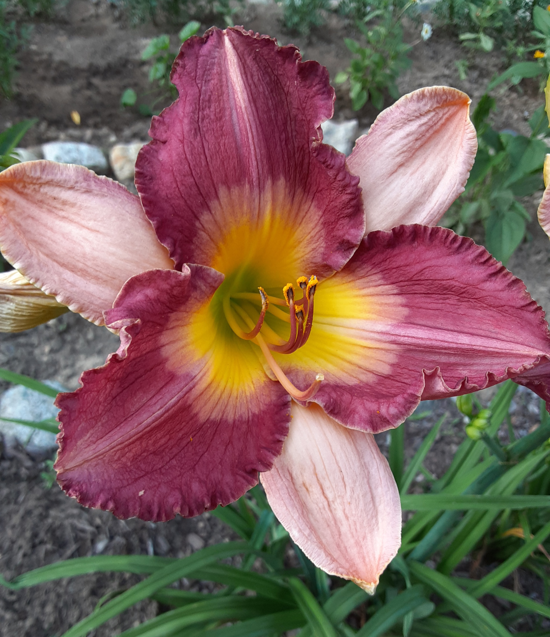 daylily Old King Cole