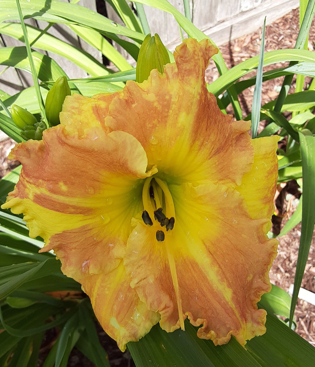 Daylily Matt