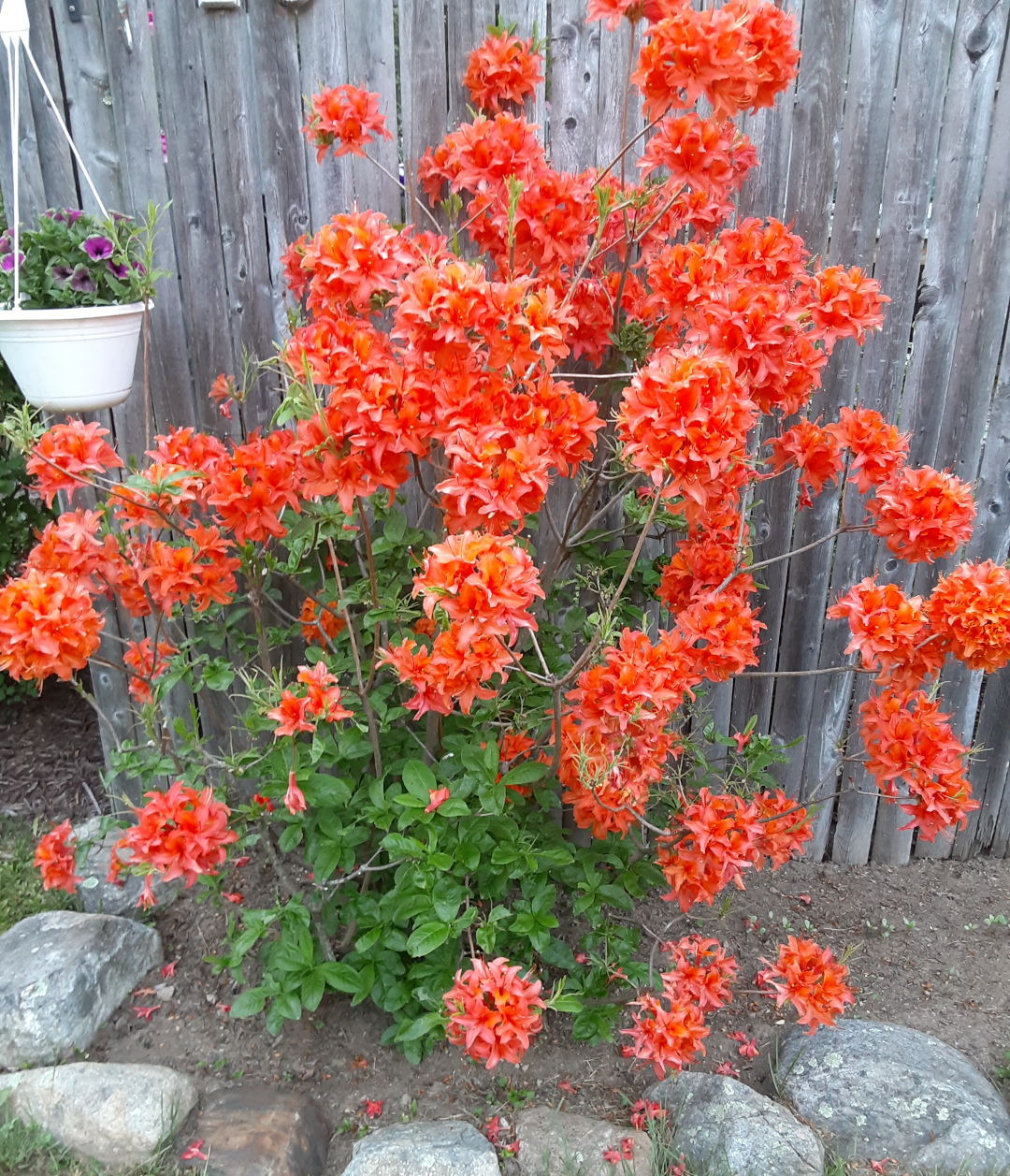 orange azalea