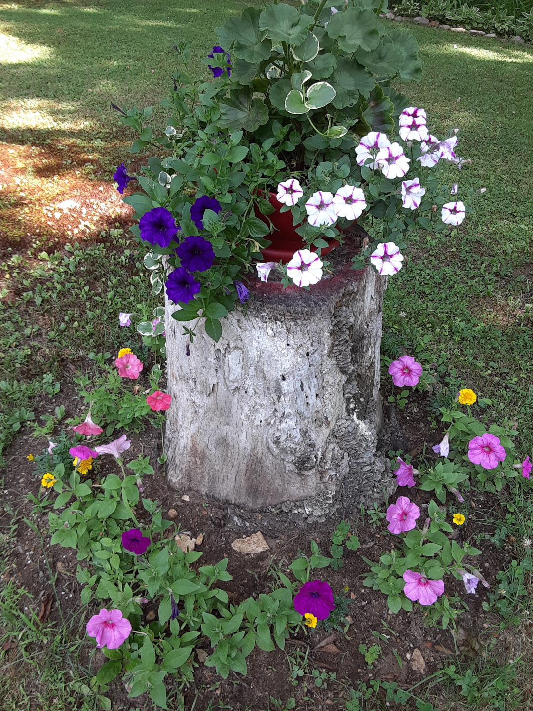tree stump as plant stand
