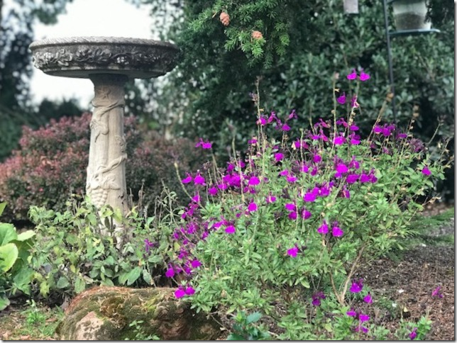 purple salvia