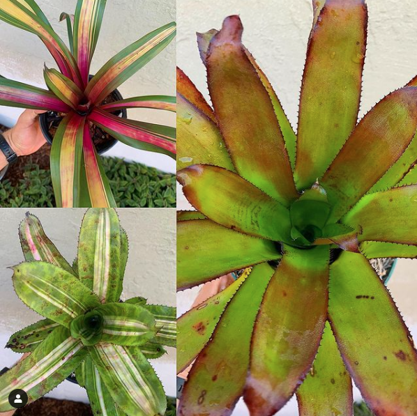 bromeliads