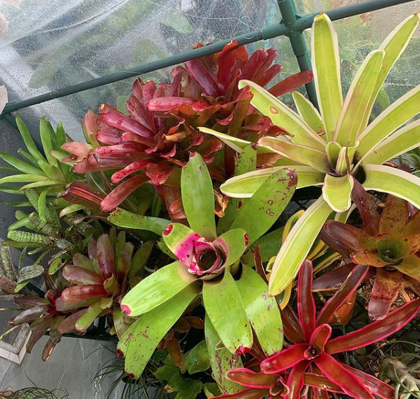 more bromeliads