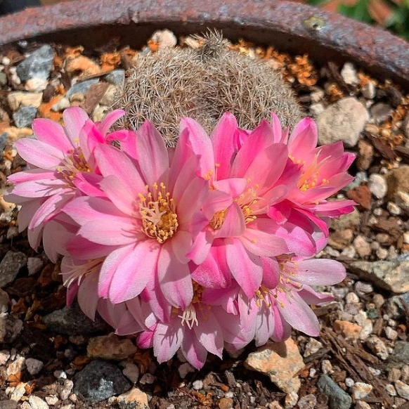 Rebutia narvaecensis